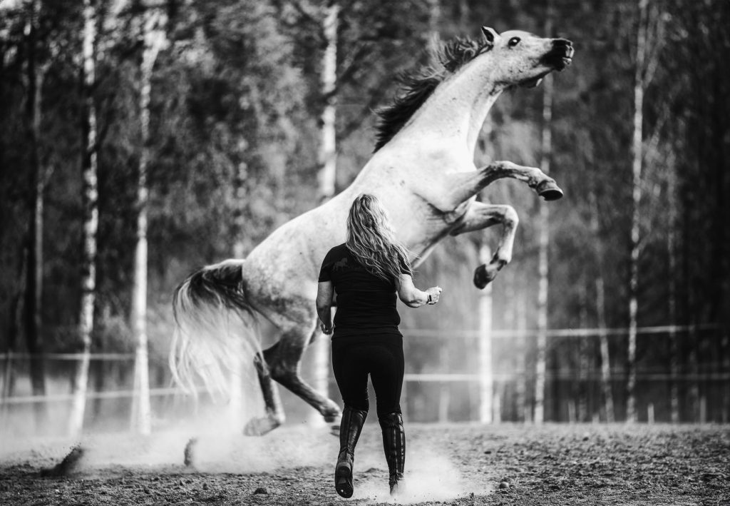 Häst stegrar sig framför hästskötare i Perserud Arvika.