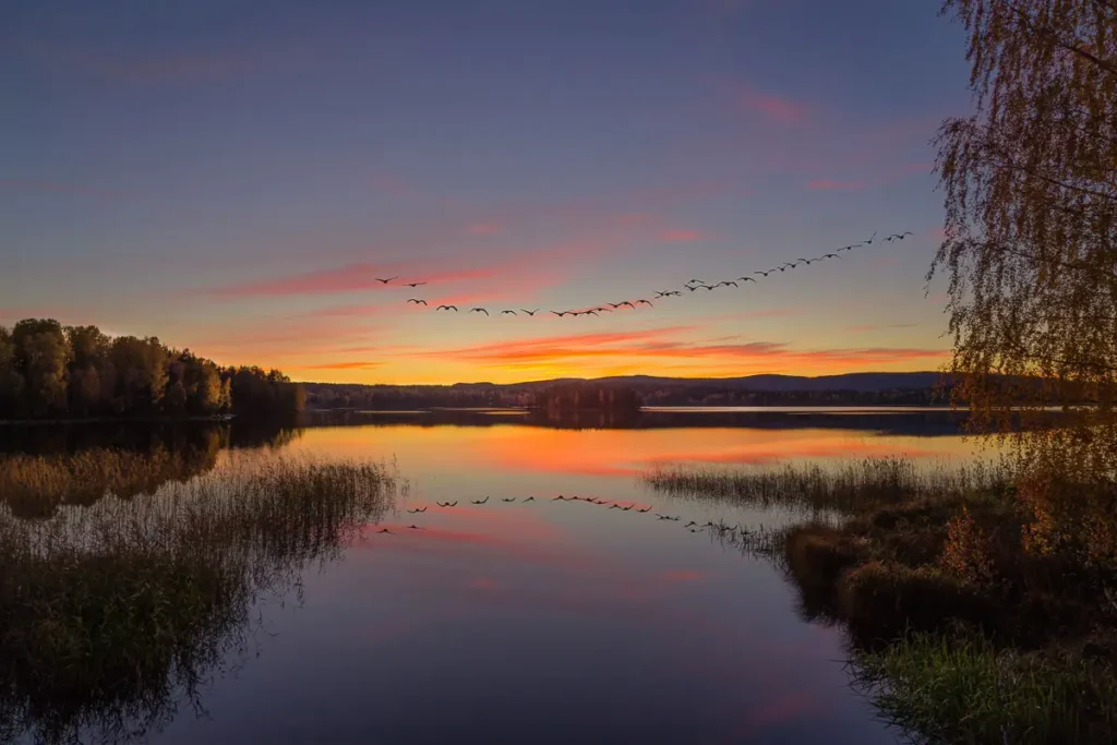 Ett vackert fågelsträck som speglas i Nysockensjön vid solnedgång, en naturbild från Arvika.