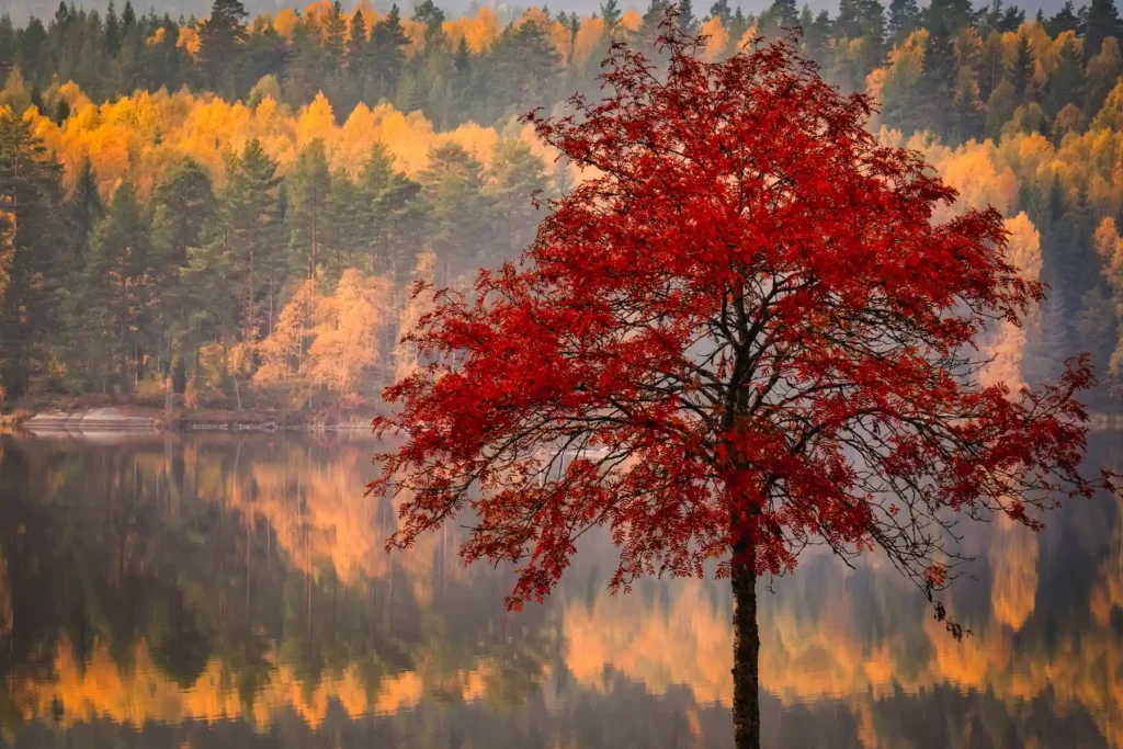 Färgglad rönn och höstfärger speglade i sjön Säveln, Kil. Professionellt landskapsfoto från Värmland av PixPep, fotograf Arvika.