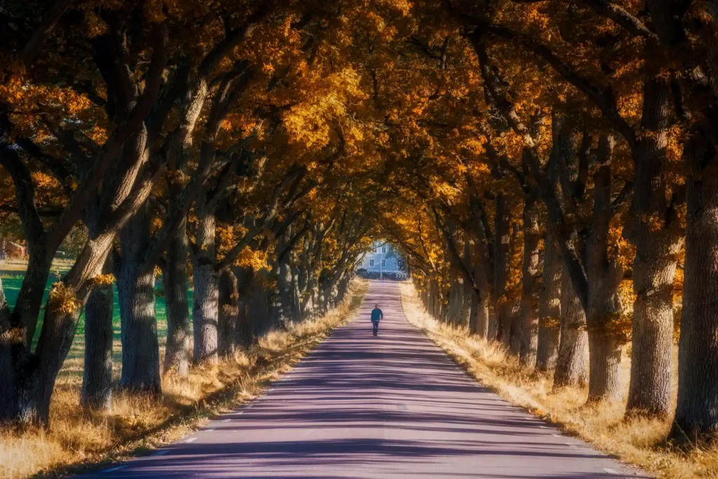 Man promenerar genom den färgstarka eckallén vid Krokstad herrgård i Säffle. Höstfoto av PixPep, fotograf i Arvika.