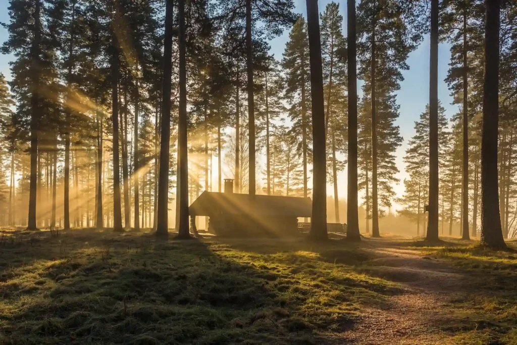 Magisk naturfotografi från Tallmon, Charlottenberg i Värmland. En silhuett av en stuga under tallar med dramatiska ljusstrålar som bryter igenom morgondimman.