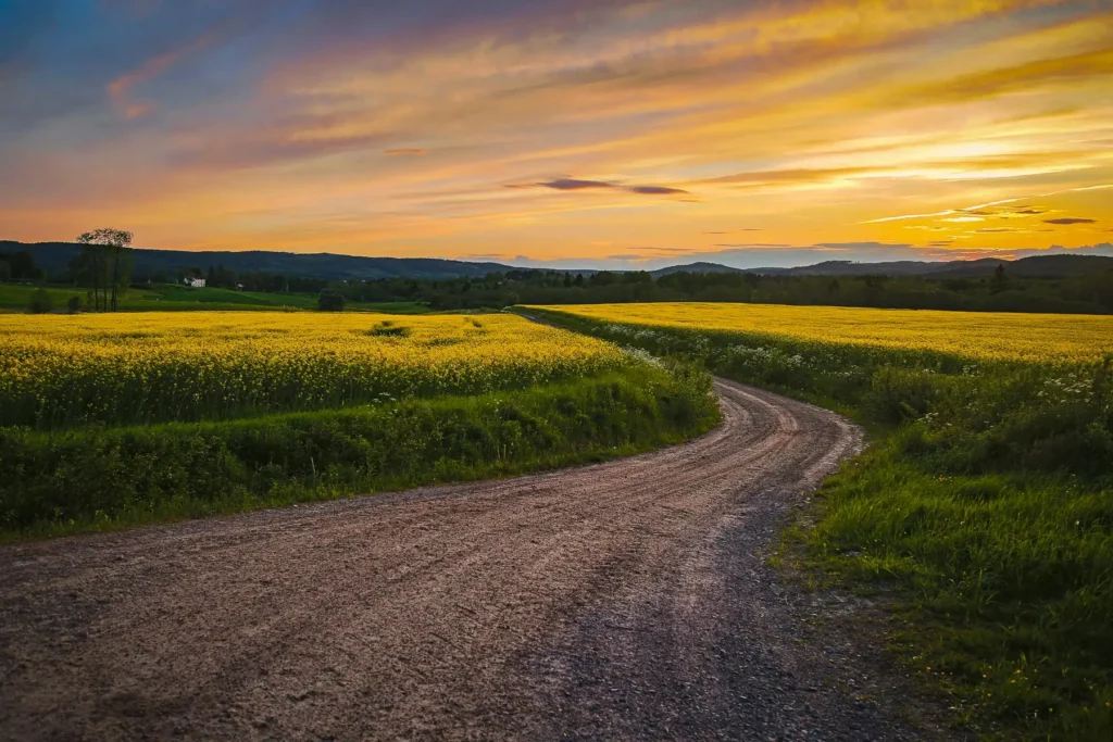 Slingrande grusväg genom blommande gula rapsfält i Västra Ämtervik under en färgstark solnedgång i Värmland.